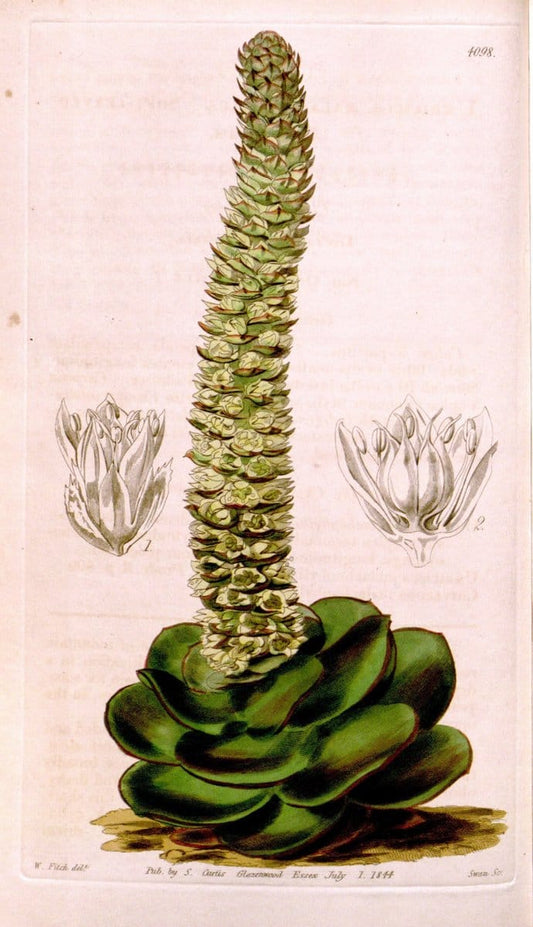 Curtis's botanical magazine. London ; New York [etc.] :Academic Press [etc.]. | "Botanical illustration" Botany Periodicals "Pictorial works" "Plants, Ornamental"  | Vintage Print Reproduction 452615