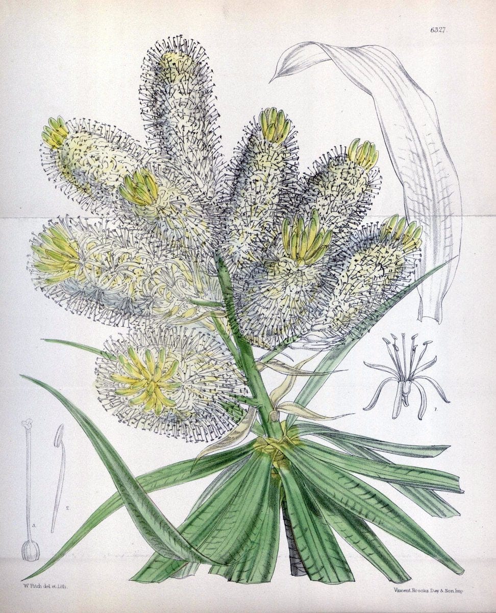 Curtis's botanical magazine. London ; New York [etc.] :Academic Press [etc.]. | "Botanical illustration" Botany Periodicals "Pictorial works" "Plants, Ornamental"  | Vintage Print Reproduction 452617