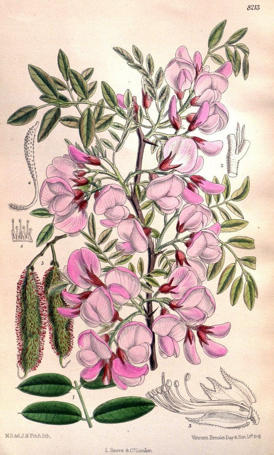 Curtis's botanical magazine. London ; New York [etc.] :Academic Press [etc.]. | "Botanical illustration" Botany Periodicals "Pictorial works" "Plants, Ornamental"  | Vintage Print Reproduction 452618