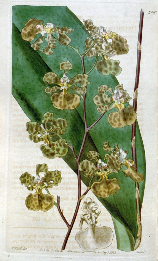 Curtis's botanical magazine. London ; New York [etc.] :Academic Press [etc.]. | "Botanical illustration" Botany Periodicals "Pictorial works" "Plants, Ornamental"  | Vintage Print Reproduction 452619
