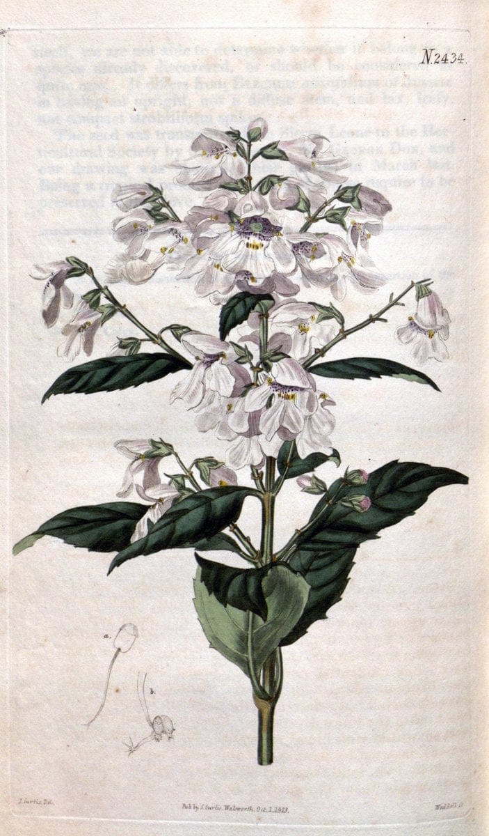 Curtis's botanical magazine. London ; New York [etc.] :Academic Press [etc.]. | "Botanical illustration" Botany Periodicals "Pictorial works" "Plants, Ornamental"  | Vintage Print Reproduction 452620
