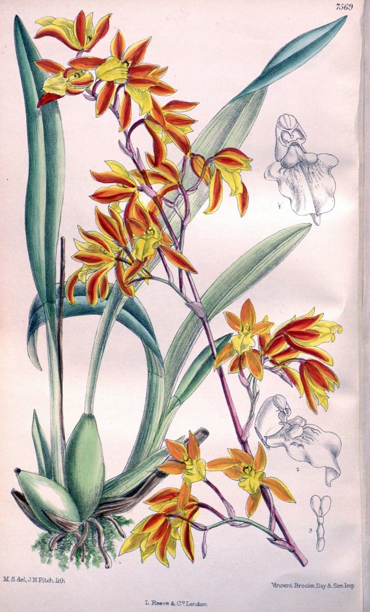 Curtis's botanical magazine. London ; New York [etc.] :Academic Press [etc.]. | "Botanical illustration" Botany Periodicals "Pictorial works" "Plants, Ornamental"  | Vintage Print Reproduction 452621