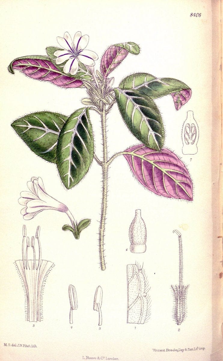 Curtis's botanical magazine. London ; New York [etc.] :Academic Press [etc.]. | "Botanical illustration" Botany Periodicals "Pictorial works" "Plants, Ornamental"  | Vintage Print Reproduction 452622