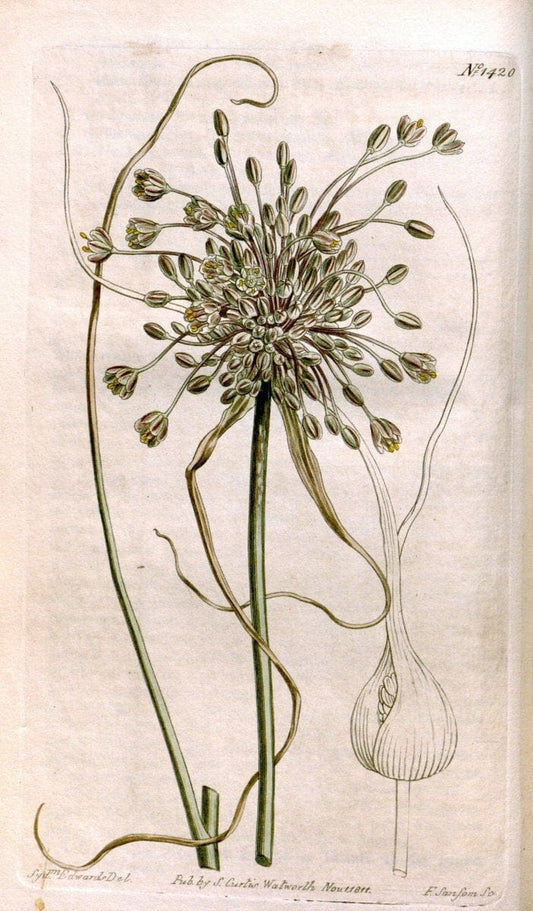 Curtis's botanical magazine..London ;New York [etc.] :Academic Press [etc.]. |  | Vintage Print Reproduction 452623