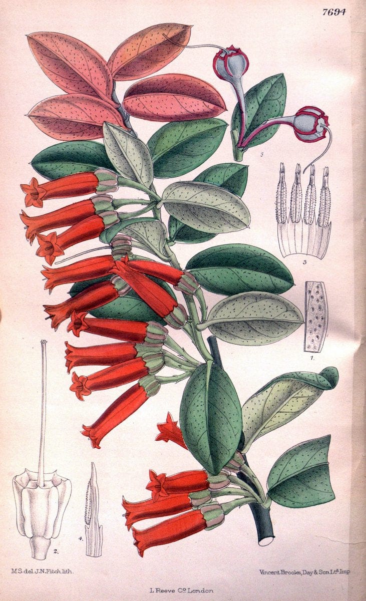 Curtis's botanical magazine. London ;New York [etc.] :Academic Press [etc.]. | Botany Periodicals "Pictorial works"  | Vintage Print Reproduction 452624