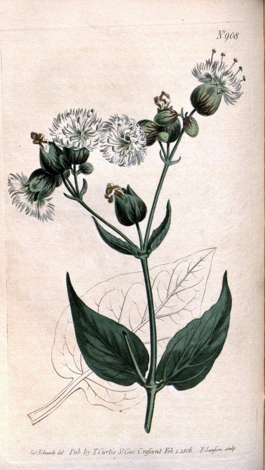 Curtis's botanical magazine. London ;New York [etc.] :Academic Press [etc.]. | Botany Periodicals "Pictorial works"  | Vintage Print Reproduction 452626