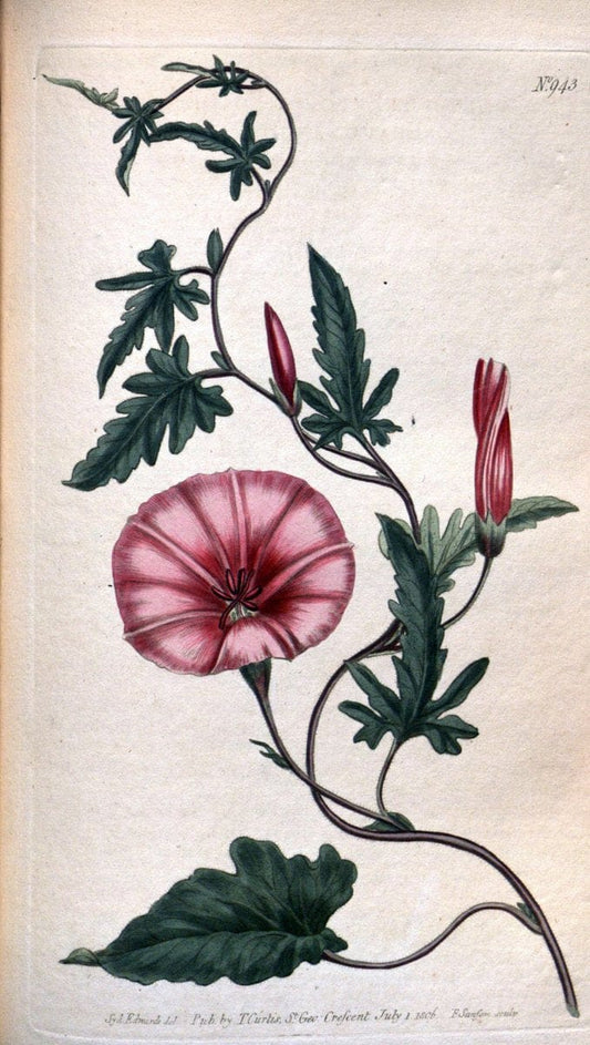 Curtis's botanical magazine. London ;New York [etc.] :Academic Press [etc.]. | Botany Periodicals "Pictorial works"  | Vintage Print Reproduction 452627