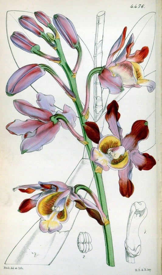 Curtis's botanical magazine. London ;New York [etc.] :Academic Press [etc.]. | Botany Periodicals "Pictorial works"  | Vintage Print Reproduction 452628