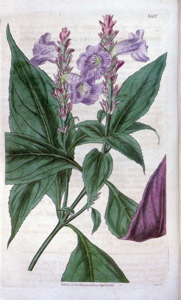 Curtis's botanical magazine. London ;New York [etc.] :Academic Press [etc.]. | Botany Periodicals "Pictorial works"  | Vintage Print Reproduction 452629