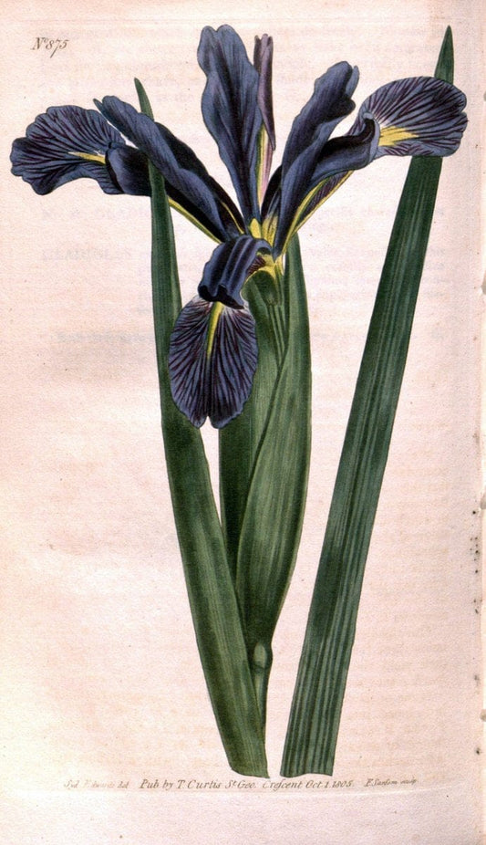 Curtis's botanical magazine. London ;New York [etc.] :Academic Press [etc.]. | Botany Periodicals "Pictorial works"  | Vintage Print Reproduction 452630