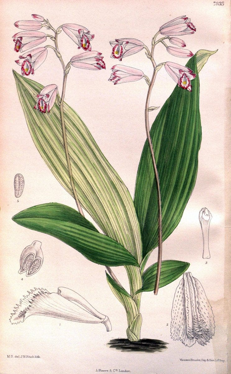Curtis's botanical magazine. London ; New York [etc.] :Academic Press [etc.]. | "Botanical illustration" Botany Periodicals "Pictorial works" "Plants, Ornamental"  | Vintage Print Reproduction 452631