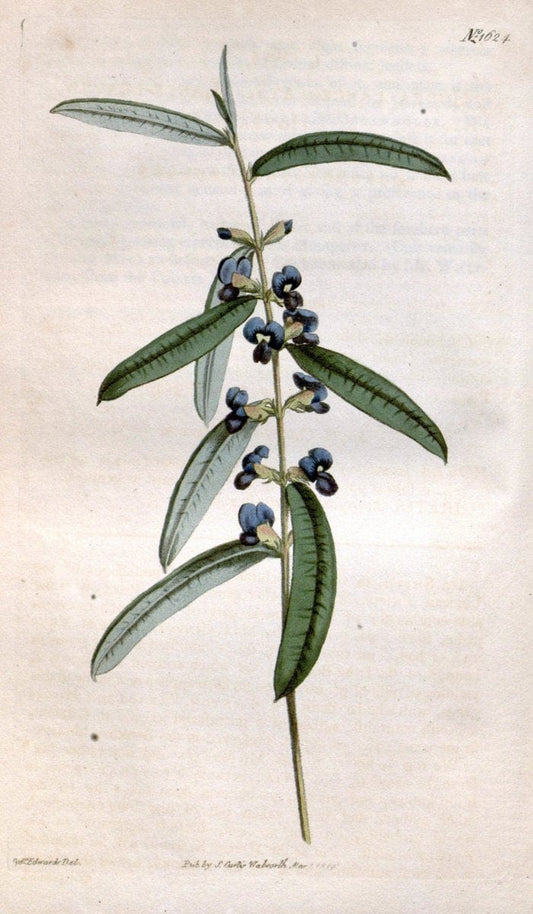 Curtis's botanical magazine. London ; New York [etc.] :Academic Press [etc.]. | "Botanical illustration" Botany Periodicals "Pictorial works" "Plants, Ornamental"  | Vintage Print Reproduction 452632