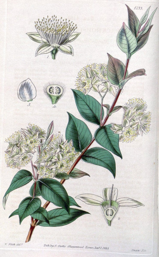Curtis's botanical magazine. London ; New York [etc.] :Academic Press [etc.]. | "Botanical illustration" Botany Periodicals "Pictorial works" "Plants, Ornamental"  | Vintage Print Reproduction 452633