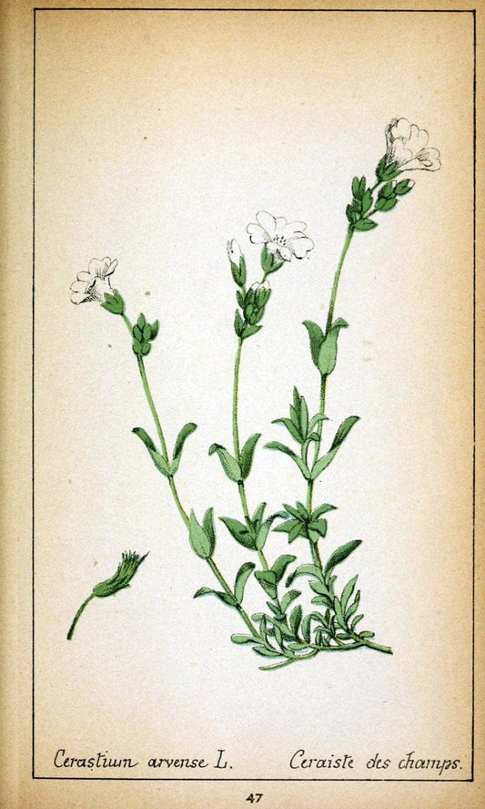 Choix de plantes de l'Europe centrale et particuliÃ¨rement de la Suisse et de la SavoieGe | Europe Central "Pictorial works" Plants "Savoy (France and Italy)" Switzerland  | Vintage Reproduction 452634