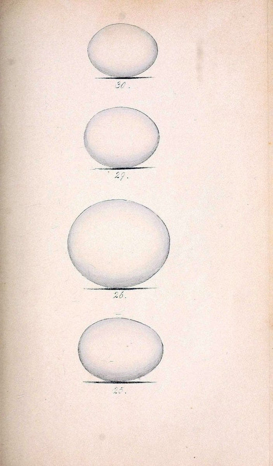 Coloured illustrations of British birds, and their eggs /.London :G.W. Nickisson,1842-1850.. |  | Vintage Print Reproduction 452635