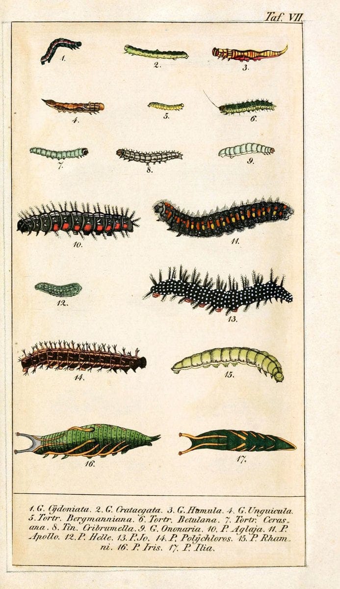 Chronologischer Raupenkalender, oder, Naturgeschichte der europÃ¤ischen RaupenBerlin :Im Verlage von Theodor Bade,1837. |  | Vintage Print Reproduction 452636