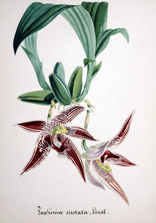 Collection d'orchideÃŒÂes.[S.l. :s.n.,18--]. | "Botanical illustration" Orchidaceae "Orchidaceae in art" "Pictorial works"  | Vintage Print Reproduction 452638