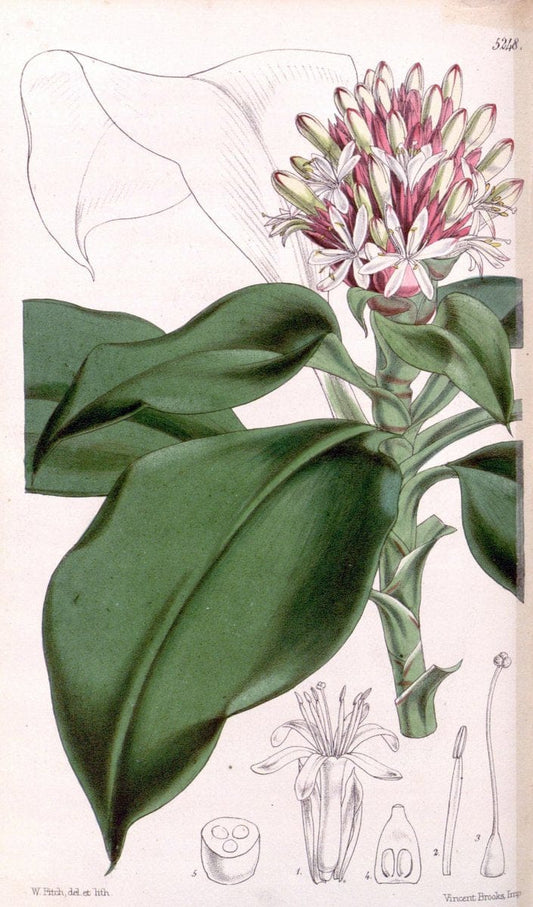 Curtis's botanical magazine. London ; New York [etc.] :Academic Press [etc.]. | "Botanical illustration" Botany Periodicals "Pictorial works" "Plants, Ornamental"  | Vintage Print Reproduction 452639