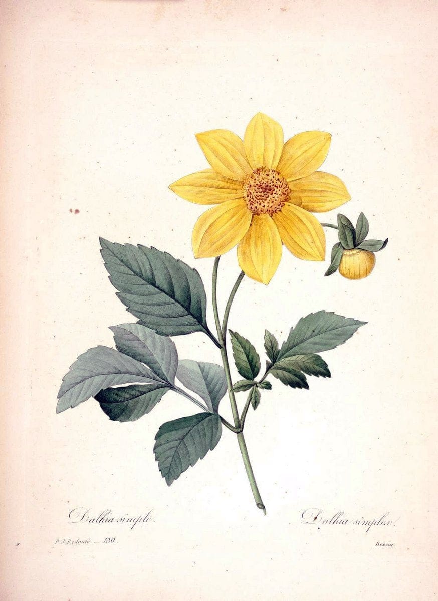 Choix des plus belles fleurs :.Paris:Ernest Panckoucke,[1833].. |  | Vintage Print Reproduction 452640