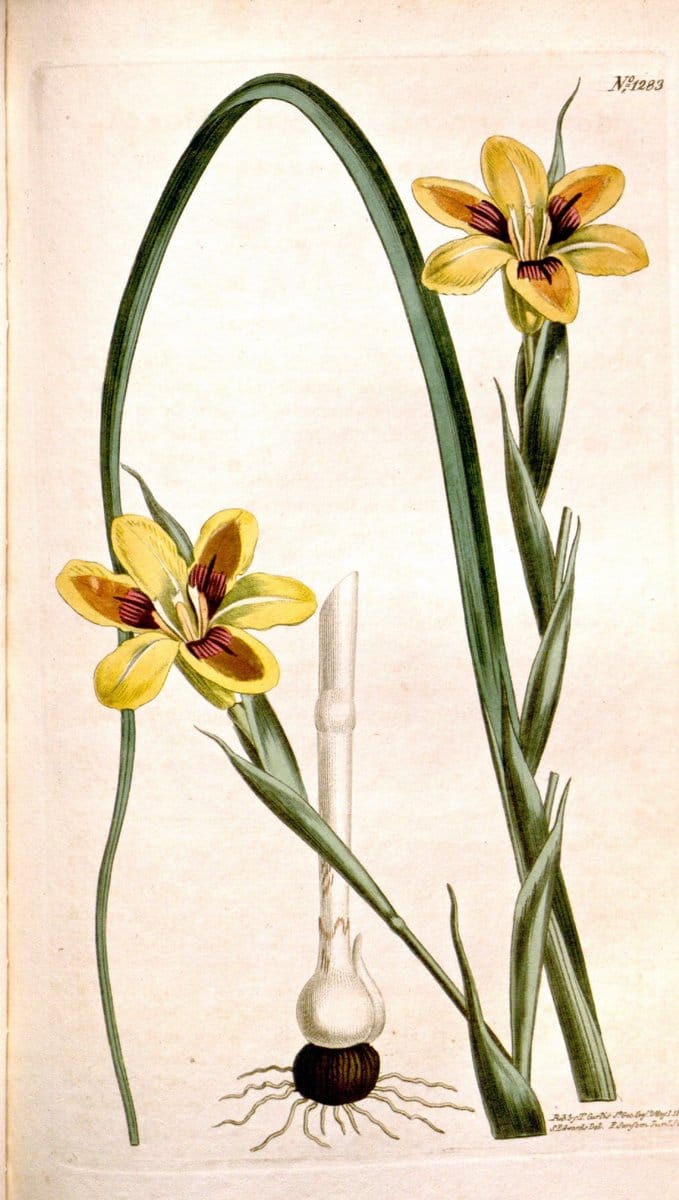 Curtis's botanical magazine. London ; New York [etc.] :Academic Press [etc.]. | "Botanical illustration" Botany Periodicals "Pictorial works" "Plants, Ornamental"  | Vintage Print Reproduction 452641