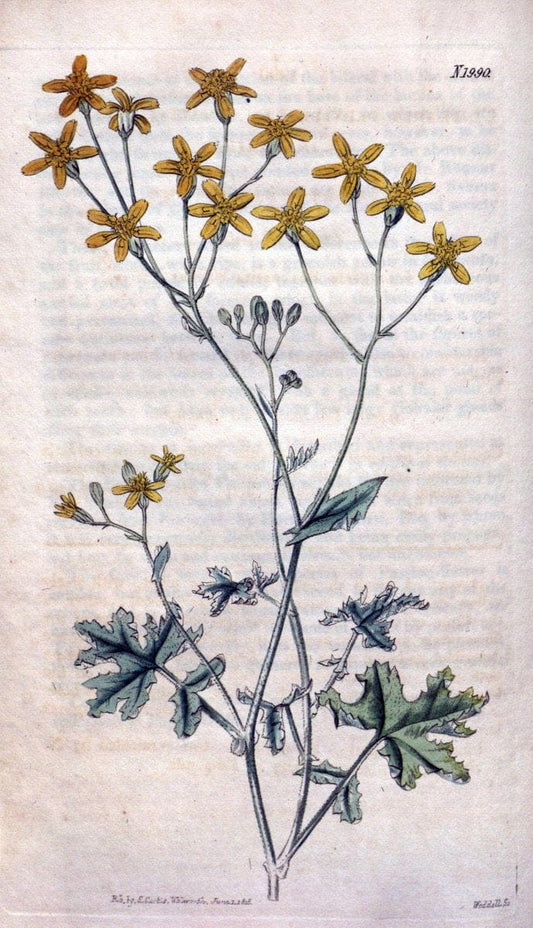 Curtis's botanical magazine. London ; New York [etc.] :Academic Press [etc.]. | "Botanical illustration" Botany Periodicals "Pictorial works" "Plants, Ornamental"  | Vintage Print Reproduction 452642