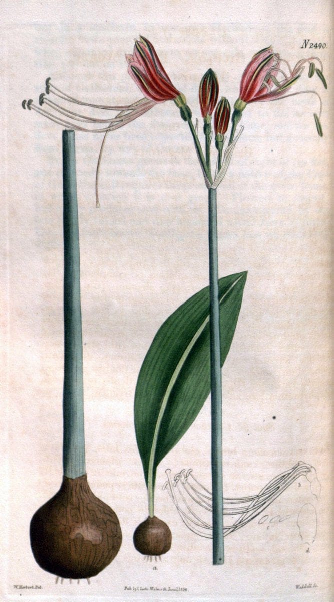 Curtis's botanical magazine. London ; New York [etc.] :Academic Press [etc.]. | "Botanical illustration" Botany Periodicals "Pictorial works" "Plants, Ornamental"  | Vintage Print Reproduction 452643