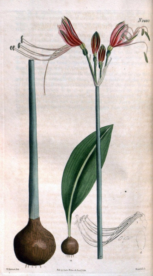 Curtis's botanical magazine. London ; New York [etc.] :Academic Press [etc.]. | "Botanical illustration" Botany Periodicals "Pictorial works" "Plants, Ornamental"  | Vintage Print Reproduction 452643