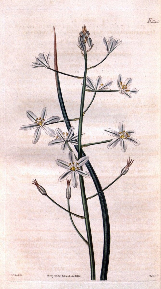 Curtis's botanical magazine. London ; New York [etc.] :Academic Press [etc.]. | "Botanical illustration" Botany Periodicals "Pictorial works" "Plants, Ornamental"  | Vintage Print Reproduction 452644