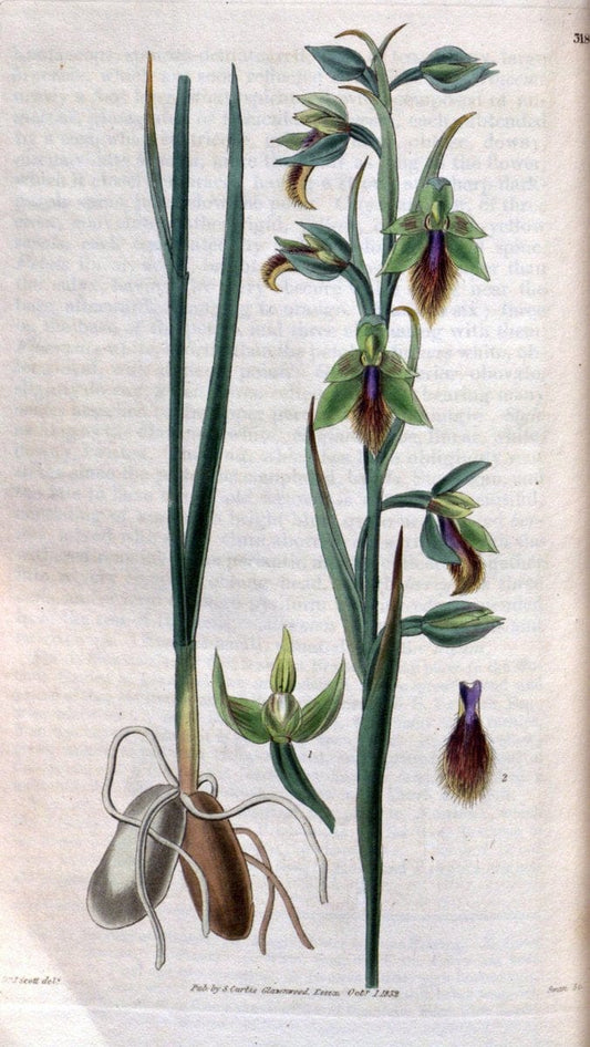 Curtis's botanical magazine. London ; New York [etc.] :Academic Press [etc.]. | "Botanical illustration" Botany Periodicals "Pictorial works" "Plants, Ornamental"  | Vintage Print Reproduction 452645