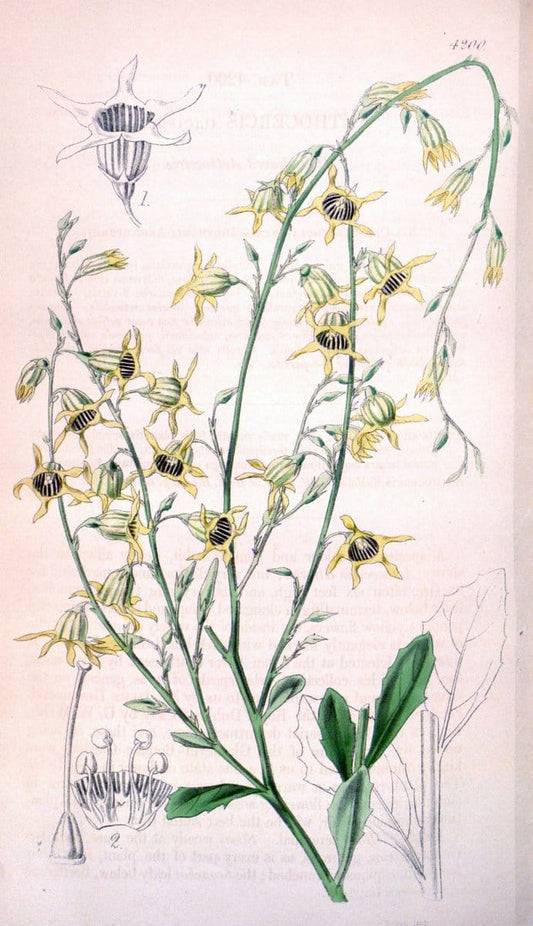 Curtis's botanical magazine. London ; New York [etc.] :Academic Press [etc.]. | "Botanical illustration" Botany Periodicals "Pictorial works" "Plants, Ornamental"  | Vintage Print Reproduction 452646