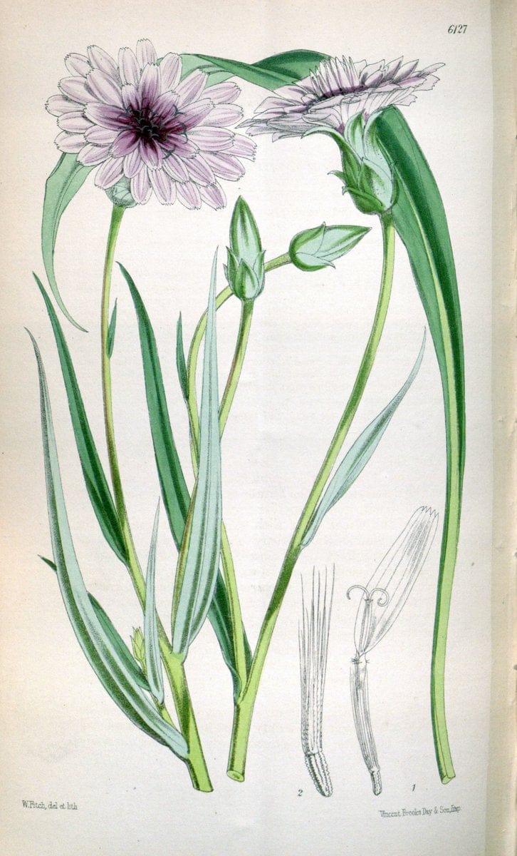 Curtis's botanical magazine. London ; New York [etc.] :Academic Press [etc.]. | "Botanical illustration" Botany Periodicals "Pictorial works" "Plants, Ornamental"  | Vintage Print Reproduction 452647