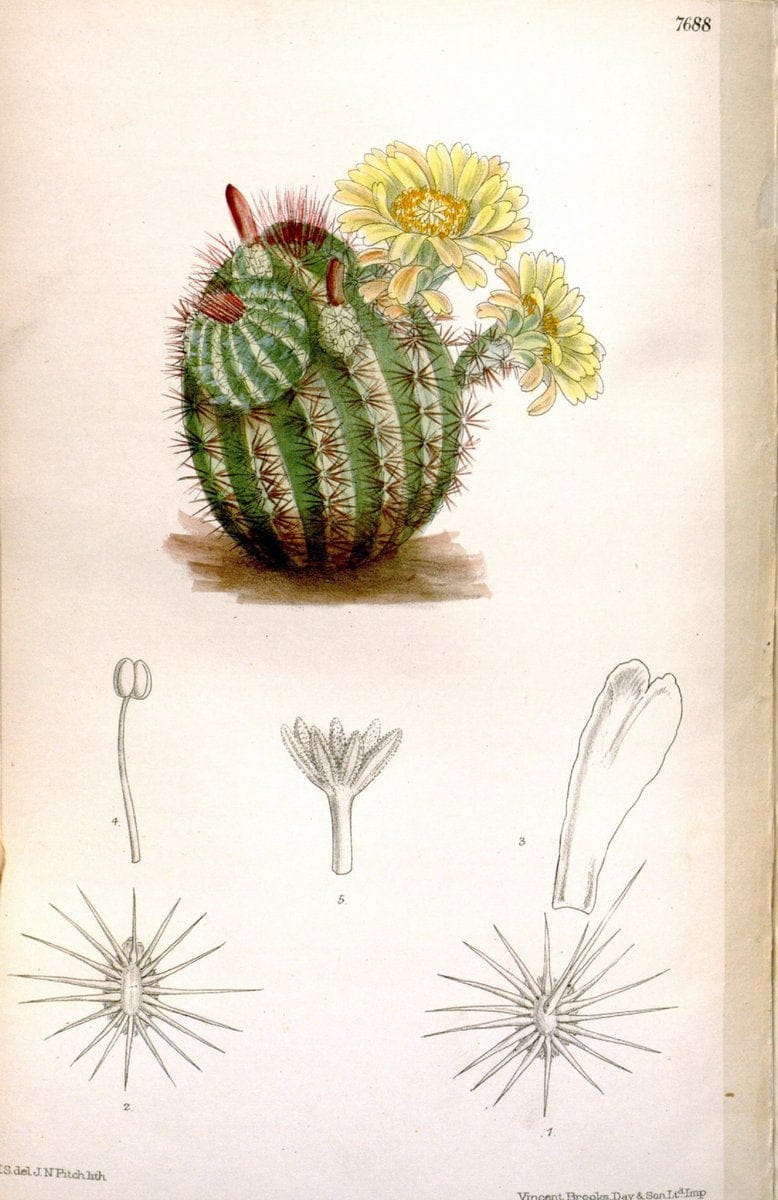 Curtis's botanical magazine. London ; New York [etc.] :Academic Press [etc.]. | "Botanical illustration" Botany Periodicals "Pictorial works" "Plants, Ornamental"  | Vintage Print Reproduction 452648