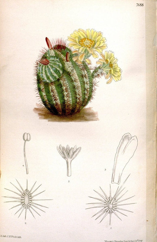 Curtis's botanical magazine. London ; New York [etc.] :Academic Press [etc.]. | "Botanical illustration" Botany Periodicals "Pictorial works" "Plants, Ornamental"  | Vintage Print Reproduction 452648