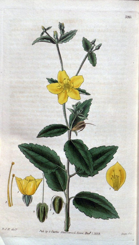 Curtis's botanical magazine. London ; New York [etc.] :Academic Press [etc.]. | "Botanical illustration" Botany Periodicals "Pictorial works" "Plants, Ornamental"  | Vintage Print Reproduction 452649