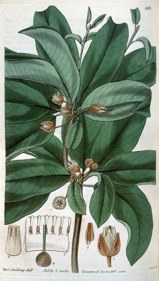 Curtis's botanical magazine..London ;New York [etc.] :Academic Press [etc.]. |  | Vintage Print Reproduction 452650