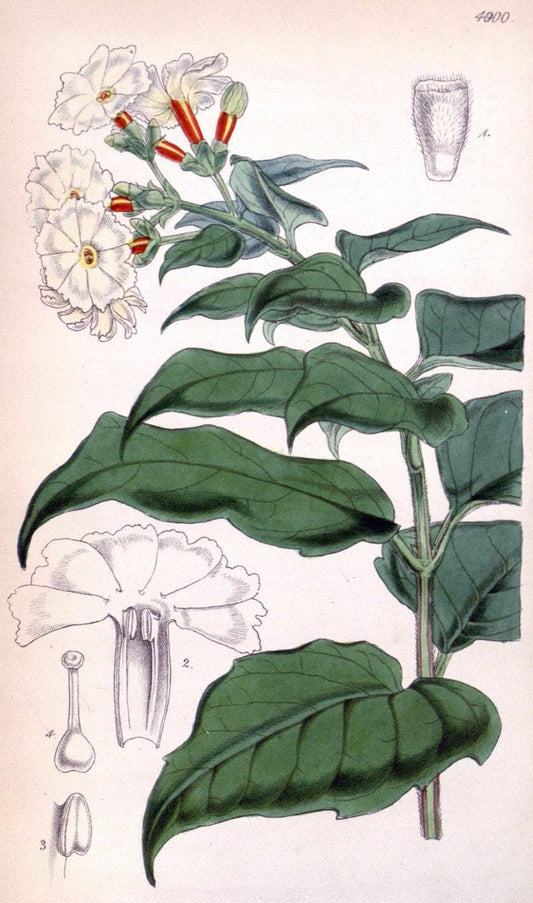 Curtis's botanical magazine. London ;New York [etc.] :Academic Press [etc.]. | Botany Periodicals "Pictorial works"  | Vintage Print Reproduction 452651