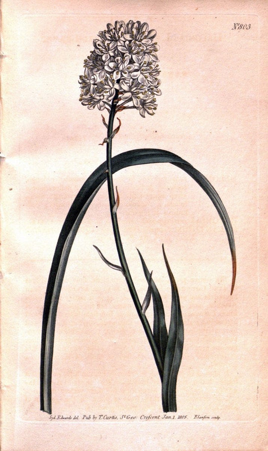 Curtis's botanical magazine. London ;New York [etc.] :Academic Press [etc.]. | Botany Periodicals "Pictorial works"  | Vintage Print Reproduction 452653