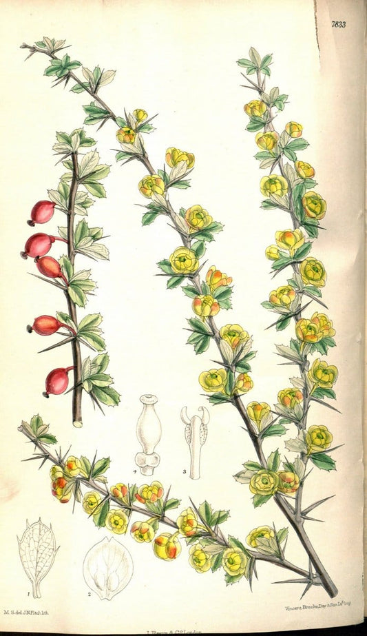 Curtis's botanical magazine. London ;New York [etc.] :Academic Press [etc.]. | Botany Periodicals "Pictorial works"  | Vintage Print Reproduction 452654