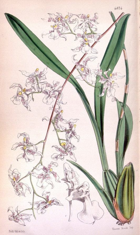 Curtis's botanical magazine. London ;New York [etc.] :Academic Press [etc.]. | Botany Periodicals "Pictorial works"  | Vintage Print Reproduction 452655