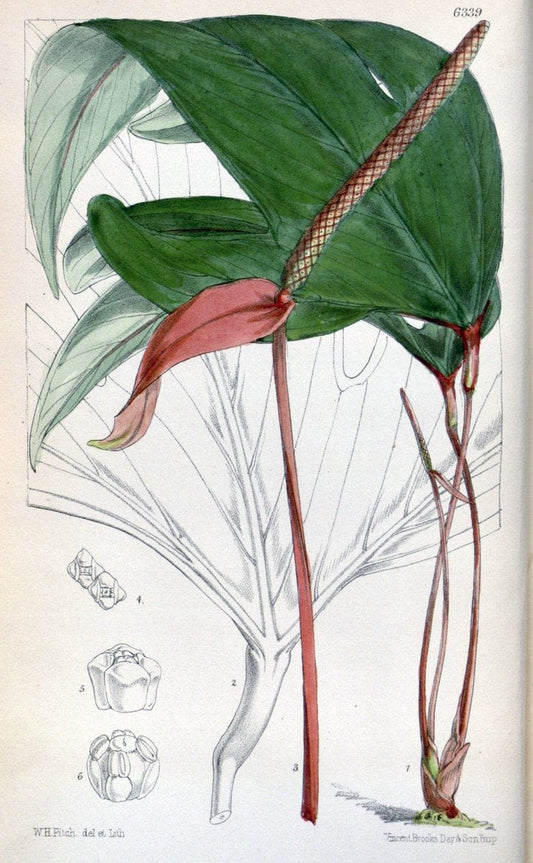 Curtis's botanical magazine. London ; New York [etc.] :Academic Press [etc.]. | "Botanical illustration" Botany Periodicals "Pictorial works" "Plants, Ornamental"  | Vintage Print Reproduction 452656