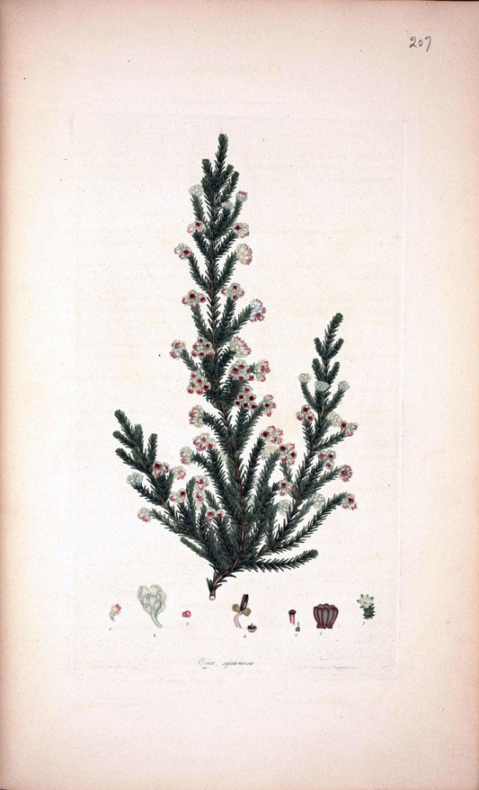 Coloured engravings of heaths :.London  | 1802 "19th century" Botany England Erica Ericaceae Etching "Graphic media :" Handcolored History "Pictorial works"  | Vintage Print Reproduction 452657