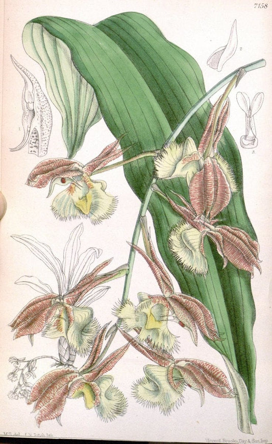 Curtis's botanical magazine. London ; New York [etc.] :Academic Press [etc.]. | "Botanical illustration" Botany Periodicals "Pictorial works" "Plants, Ornamental"  | Vintage Print Reproduction 452658