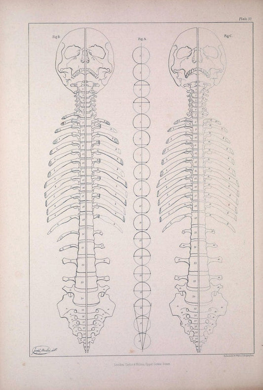 Comparative osteology:.London,Taylor and Walton,1847.  | Bones | Vintage Print Reproduction 452659