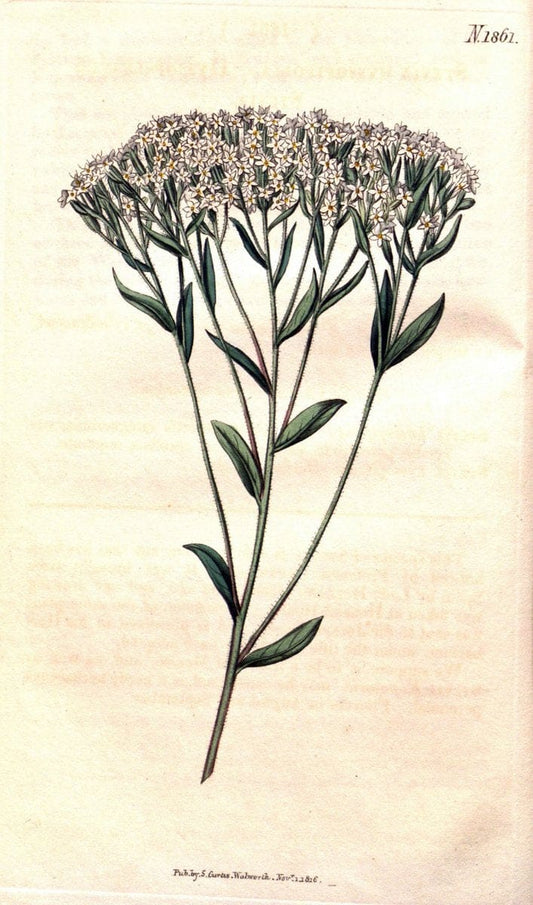 Curtis's botanical magazine. London ; New York [etc.] :Academic Press [etc.]. | "Botanical illustration" Botany Periodicals "Pictorial works" "Plants, Ornamental"  | Vintage Print Reproduction 452660