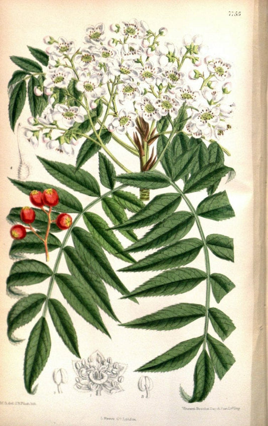 Curtis's botanical magazine. London ; New York [etc.] :Academic Press [etc.]. | "Botanical illustration" Botany Periodicals "Pictorial works" "Plants, Ornamental"  | Vintage Print Reproduction 452662