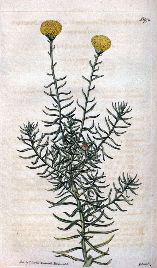 Curtis's botanical magazine. London ; New York [etc.] :Academic Press [etc.]. | "Botanical illustration" Botany Periodicals "Pictorial works" "Plants, Ornamental"  | Vintage Print Reproduction 452664