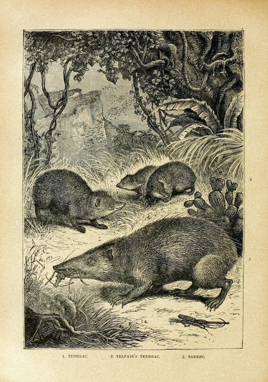 Cassell's natural history. London [etc]Cassell & Company, Limited,1896.  | "Animal behavior" Animals Nomenclature  | Vintage Print Reproduction 452666