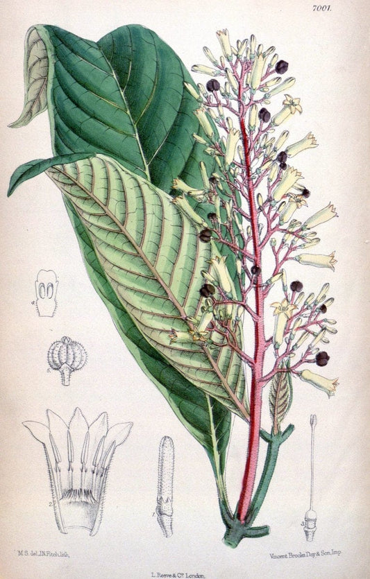 Curtis's botanical magazine. London ; New York [etc.] :Academic Press [etc.]. | "Botanical illustration" Botany Periodicals "Pictorial works" "Plants, Ornamental"  | Vintage Print Reproduction 452667