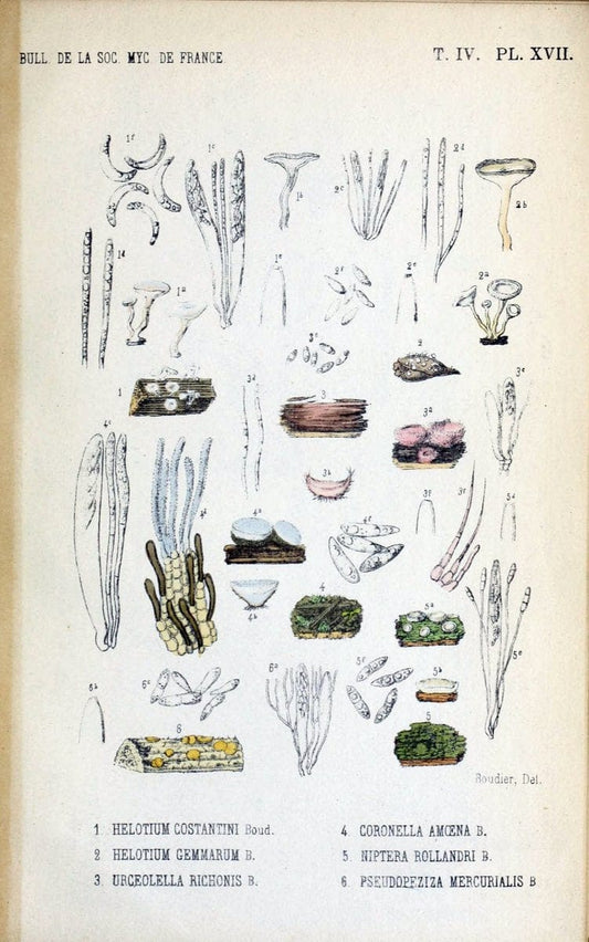 Bulletin de la SociÃ©tÃ© mycologique de France.Epinal :La SociÃ©tÃ©,1885-1903.  | France Fungi Mycology Periodicals | Vintage Print Reproduction 452669