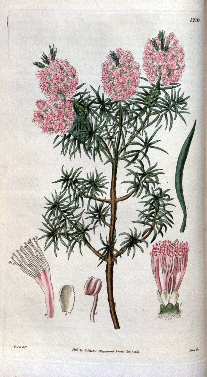 Curtis's botanical magazine. London ; New York [etc.] :Academic Press [etc.]. | "Botanical illustration" Botany Periodicals "Pictorial works" "Plants, Ornamental"  | Vintage Print Reproduction 452670